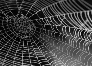 Biomechanic of Spiders Web.        Y6