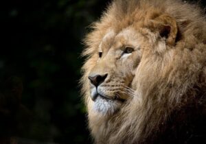 How Animals Think. Y3