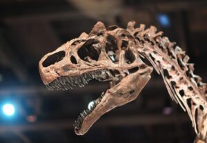 Macroevolution. Y5