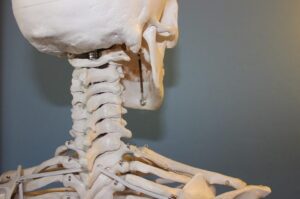 What are the different bones of our Body. Y4