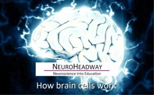 How Brain Cells Work