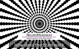 How Does The Brain Work