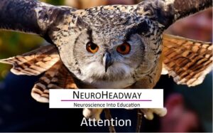 Attention
