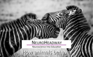 How Animals Behave