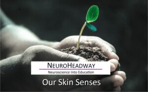 Our Skin Senses