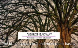The Brain, Spinal Cord and Movement Basics